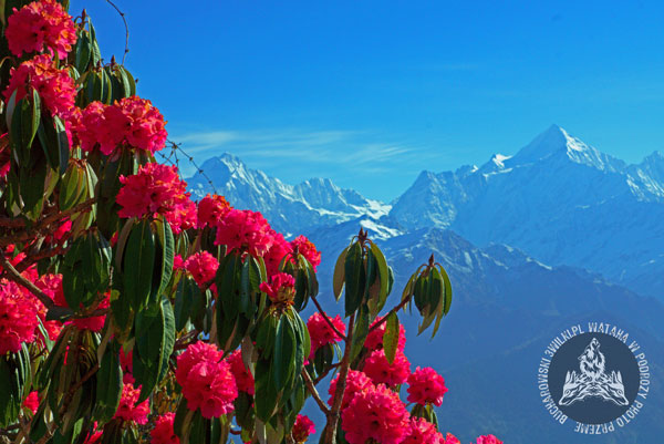 Rododendrony w Himalajach (fot. 3wilki.pl)