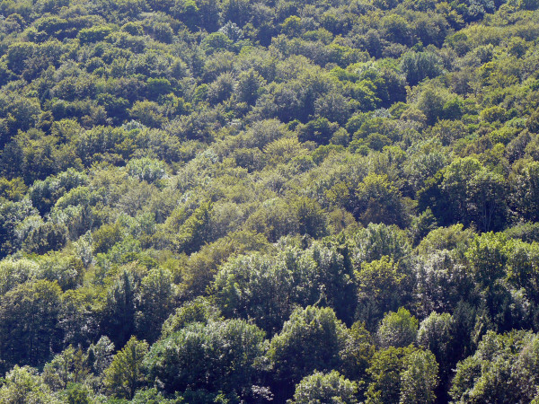 Bujne lasy Słowenii (fot. Outdoor Magazyn)