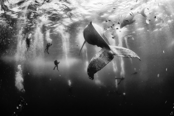 Anuar Patjane Floriuk / National Geographic Traveler Photo Contest, Whale Whisperers