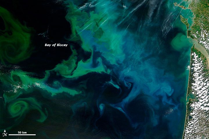 Olbrzymi rozkwit fitoplanktonu u wybrzeży Francji (fot. NASA)
