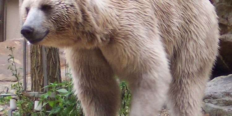 Niedźwiedź syryjski, podgatunek niedźwiedzia brunatnego (fot. wikipedia.org)