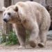 Niedźwiedź syryjski, podgatunek niedźwiedzia brunatnego (fot. wikipedia.org)