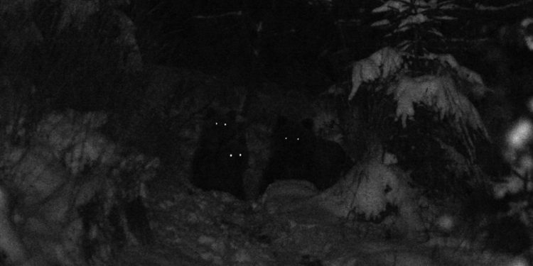 Tatrzańskie niedźwiedzie (fot. Tygodnik Podhalański)