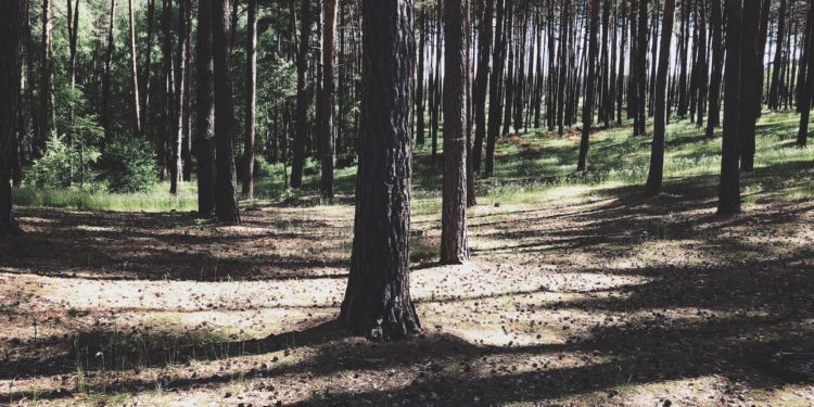 Tak powinien wyglądać las - czysto, bez śmieci (fot. MG / outdoormagazyn.pl)