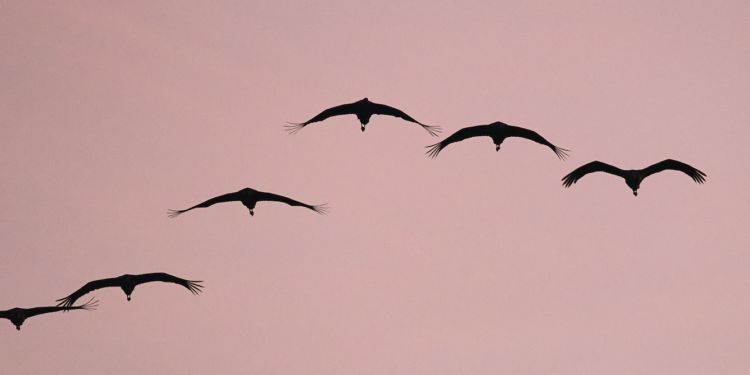 Jesienne wędrówki ptaków (fot. Robert Bogusz)