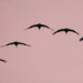 Jesienne wędrówki ptaków (fot. Robert Bogusz)